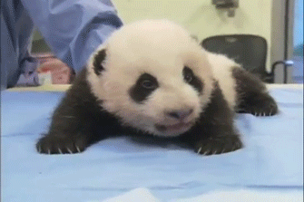 Cute Adorable Baby Panda Gif Find On Gifer