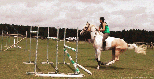 Pferd Springt Gif Weer Springen Na Een Lange Tijd! Hij Deed Het Echt