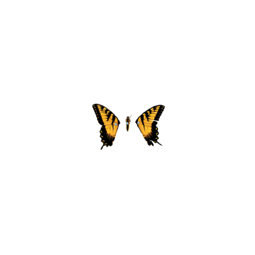 Old paramore brand new eyes GIF - Find on GIFER
