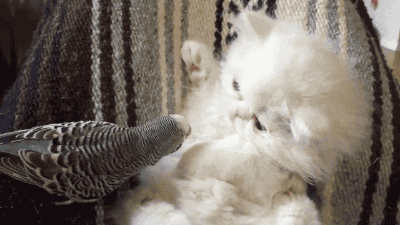 Cat animals bird GIF - Find on GIFER