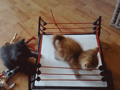 cat wrestling toy