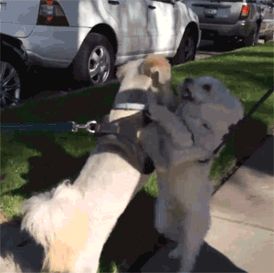 Dog Dogs Roll Over Gif Find On Gifer