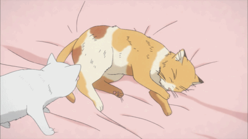 Animecatgirl GIFs  Get the best GIF on GIPHY