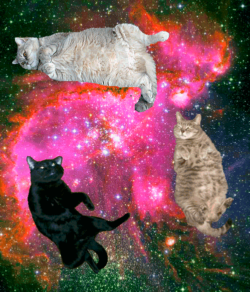 Включи анимацию кота. Космический кот. Кот в космосе. Космические котята. Котенок в космосе.