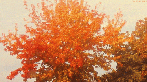 Колышимый ветром лист. Осенние деревья качаются. Осень ветер. Дерево на ветру. Осеннее дерево анимация.