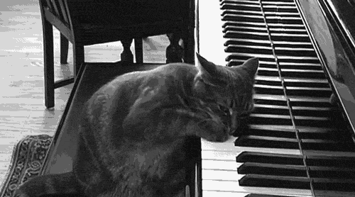 Cat kitty piano GIF - Find on GIFER