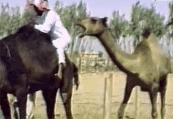 13 funniest gifs of all time: Best Of The Web, You Can Watch Now