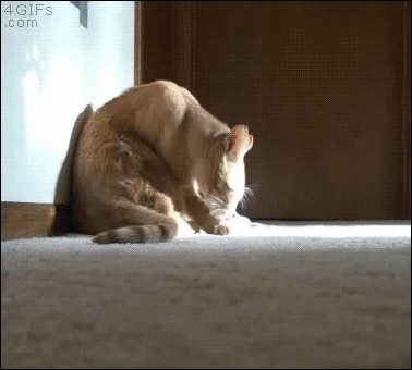 Job Travail Chaton Gif Trouver Sur Gifer