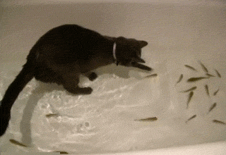 GIF cat and fish poisson chaton - GIF animé sur GIFER