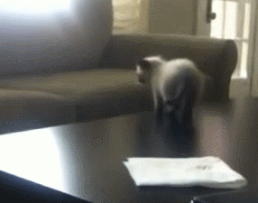 Когда по утрам кот бегает по кроватям. Кот неуклюжий gif. кот прыгает на кровати. котик прыгает гифка. неудачный прыжок кота.