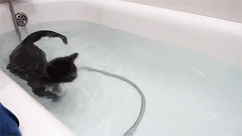 Кот в ванне говорит нормально. Кот в ванне. Черный кот в ванне. Черный кот купается. Черный кот плавает в ванной.