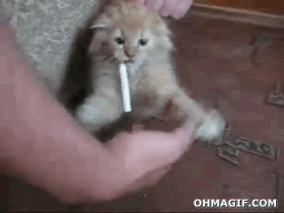 Funny Smoke Cute Cat GIF