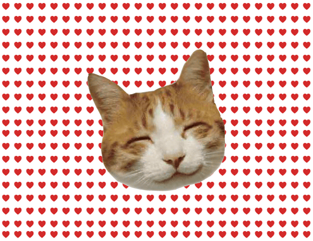 Для дня, коты гифы