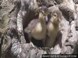 Jumping GIF - Find on GIFER