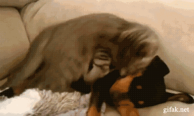 Собака ебет кота