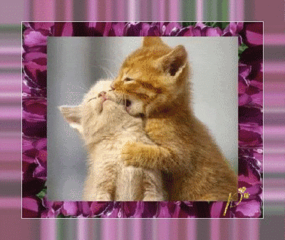 Котики целуются картинки гиф