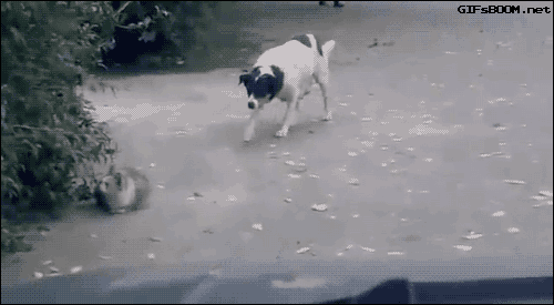 Fail cat dog GIF Find on GIFER
