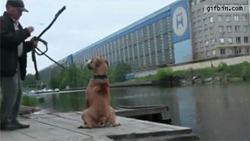 Dog man GIF - Find on GIFER