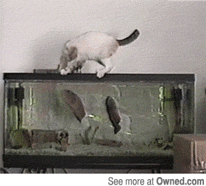 Animals animal attack GIF - Find on GIFER Animals animal attack GIF - Find on GIFER