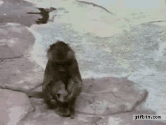 Monkey GIF - Find on GIFER