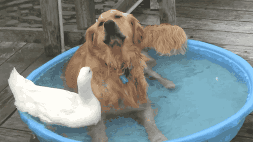 Dog animals GIF - Find on GIFER