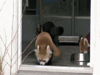 Baby Sorpresa Surprise Gif Find On Gifer Baby Sorpresa Surprise Gif Find On Gifer