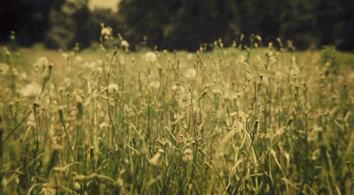 Nature green GIF - Find on GIFER