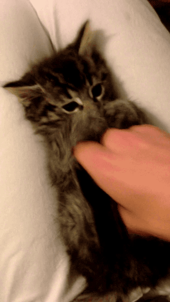 Surprise chaton chats GIF - Trouver sur GIFER