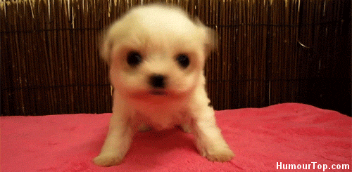 Funny Animals Download GIFs