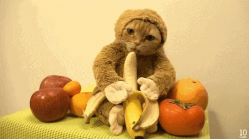 Gif Title Suit Reason Animated Gif On Gifer By Managelv