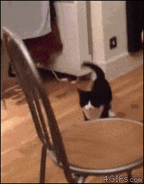 Chaton chat GIF - Trouver sur GIFER