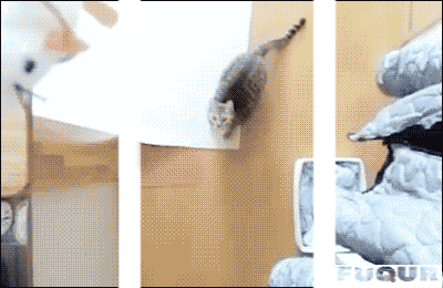 Sautant saut chat GIF - Trouver sur GIFER