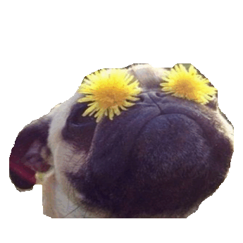 Pug Transparent Gif Find On Gifer Pug Transparent Gif Find On Gifer