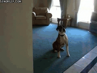 Excited dogs GIF - Find on GIFER
