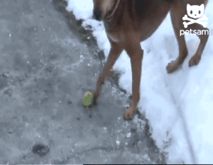 Dog ice GIF - Find on GIFER