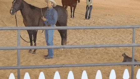 GIF horse cat animals being jerks - animated GIF on GIFER