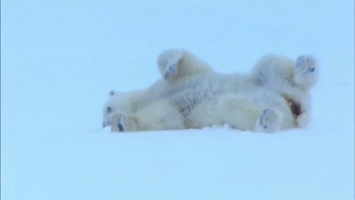 GIF funny bear - animated GIF on GIFER GIF funny bear - animated GIF on GIFER
