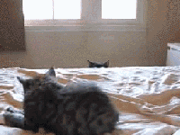 GIF pet - animated GIF on GIFER