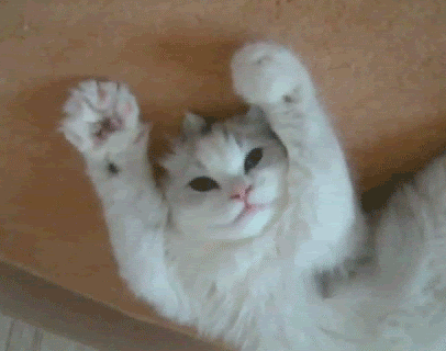 Cats GIF - Find on GIFER