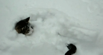 Neige chaton chat GIF - Trouver sur GIFER
