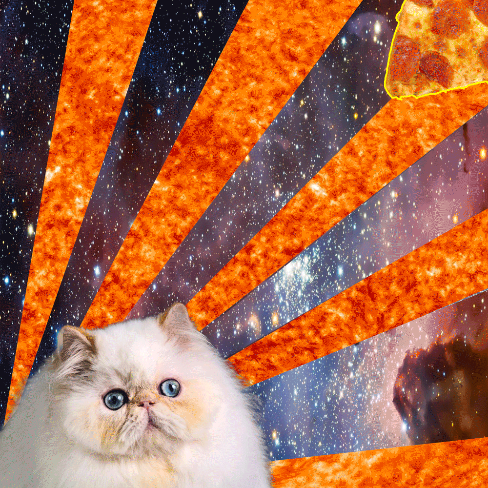 Покажи картинки кэт напа. Кот на фоне пиццы. Поп кот. Фон поп кот. Котик с пиццей.