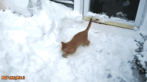 Animaux chat neige GIF - Trouver sur GIFER