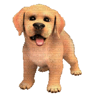 Featured image of post Dog Gif Transparent Cartoon Pngtree offers cartoon dog png and vector images as well as transparant background cartoon dog clipart images and psd files