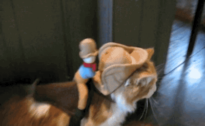 Halloween cats cats in costume GIF - Find on GIFER