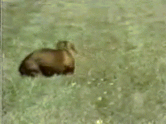 Гифка усталость собака бег гиф картинка, скачать анимированный gif на GIFER
