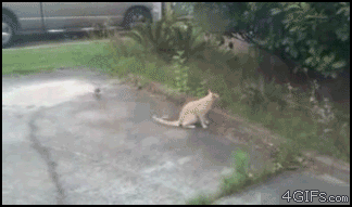 Cat bird GIF - Find on GIFER