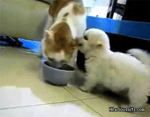 Gif Bebe Gata Animales Animated Gif On Gifer