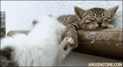 Chat ridicule GIF - Trouver sur GIFER
