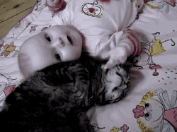 Cat baby GIF - Find on GIFER