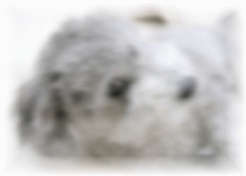 Pet GIF - Find on GIFER